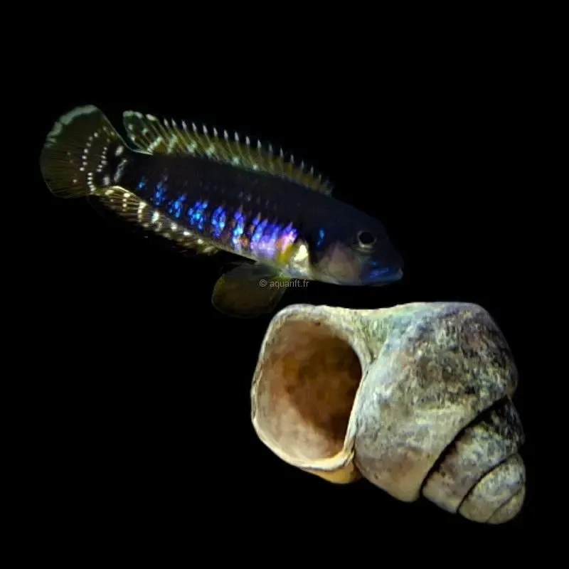 Lamprologus speciosus Moba 3/4 ​Drones Professionnels Grand Public Boutique Française