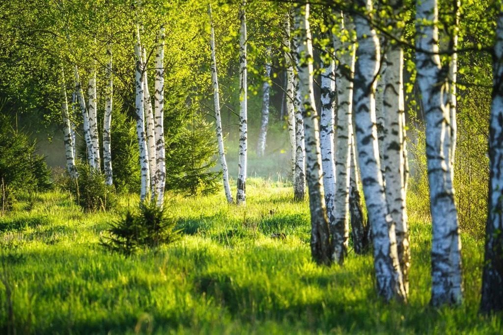 Poster XXL Bouleaux de printemps - Saldi Straordinari – Offerte Speciali Disponibili Adesso - Dreamstime