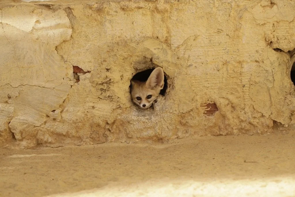 murale Désert Fennec Saldi Straordinari Offerte Speciali Disponibili Adesso