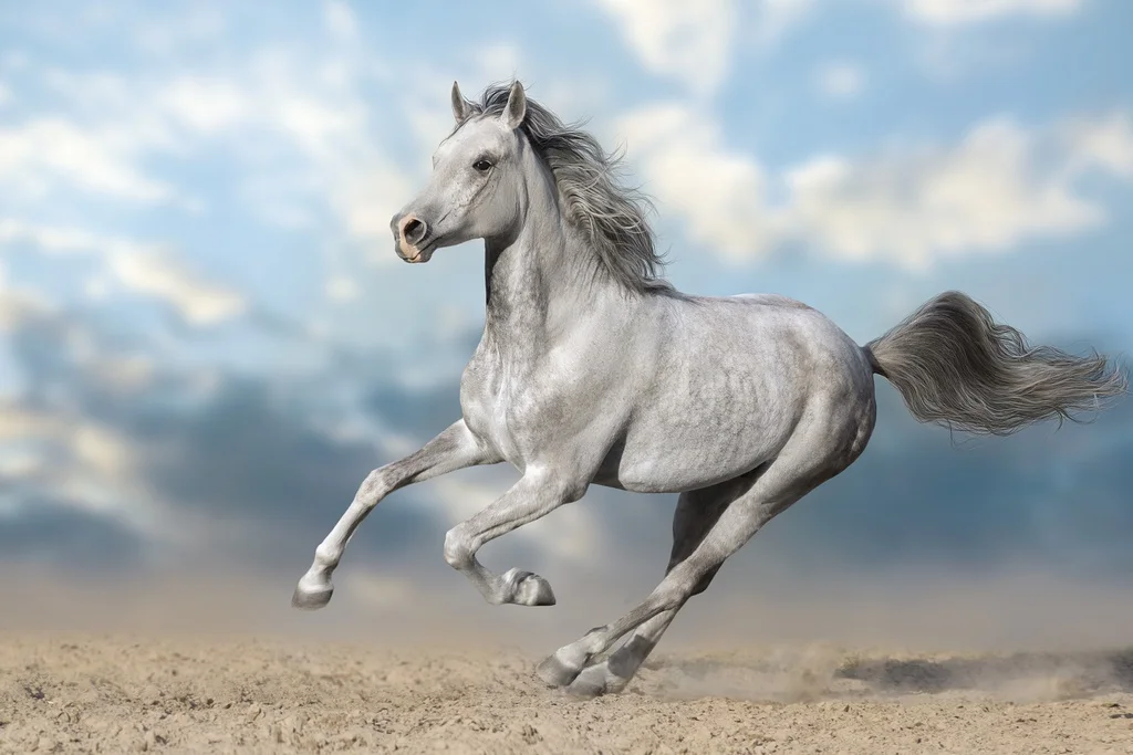 Papier peint Galop du matin - Saldi Straordinari – Offerte Speciali Disponibili Adesso Livre Grand Galop Le club dans la tempête 697 - Livres