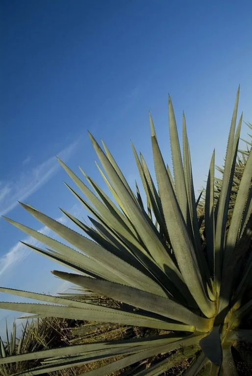 Peinture murale Feuilles d’agave - Saldi Straordinari – Offerte Speciali Disponibili Adesso - peinture aquarelle feuille