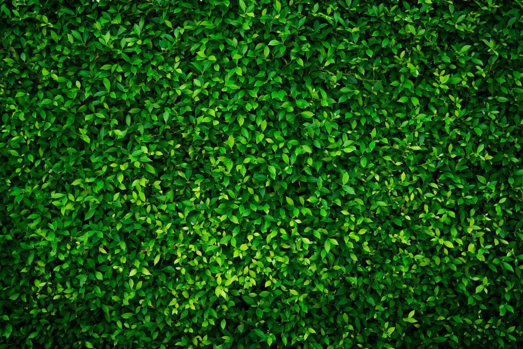 Peinture murale Mur Vert trendy - Saldi Straordinari – Offerte Speciali Disponibili Adesso
