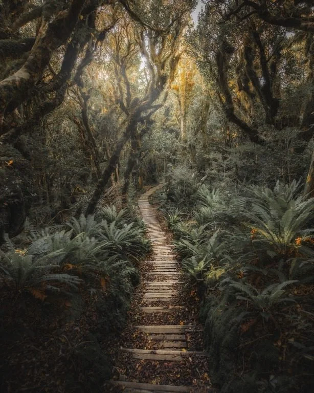murale Jungle Nouvelle Zélande Saldi Straordinari Offerte Speciali Disponibili Adesso