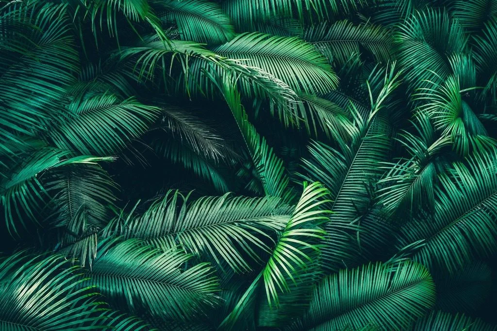 Peinture murale Feuilles vert foncé - Saldi Straordinari – Offerte Speciali Disponibili Adesso Peinture Feuille Verte | Peinture Nature
