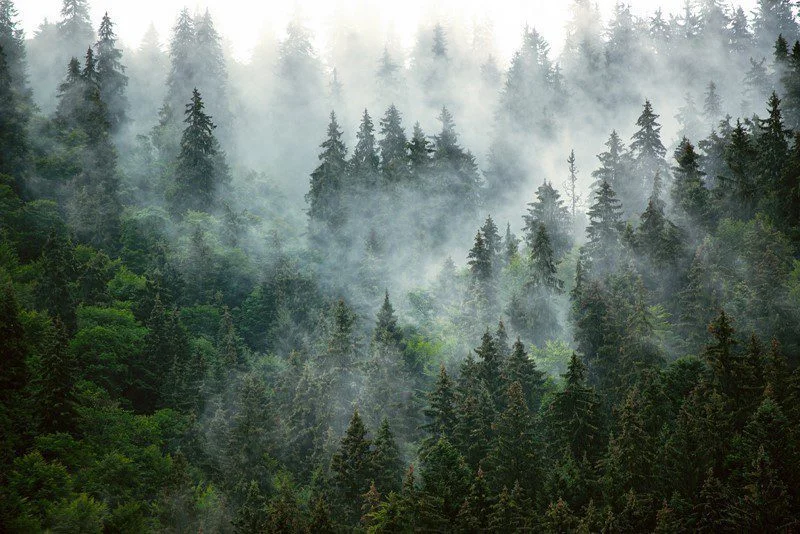 Peinture murale Forêt dans la brume - Saldi Straordinari – Offerte Speciali montagneux Disponibili Adesso