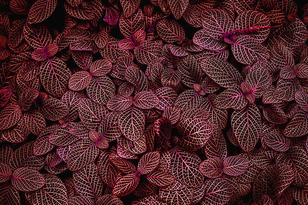 Peinture murale Feuilles rouges - Saldi Straordinari – Offerte Speciali Disponibili Adesso - Maternelle