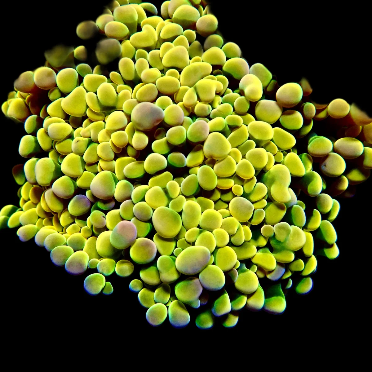 RS Gold RainbowMint Hammer Branching Saldi Straordinari Offerte Speciali Disponibili Adesso